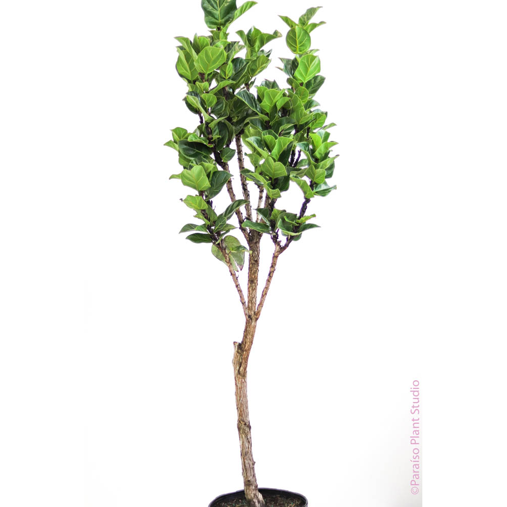 12in Ficus Lyrata "Little Fiddle" Standard