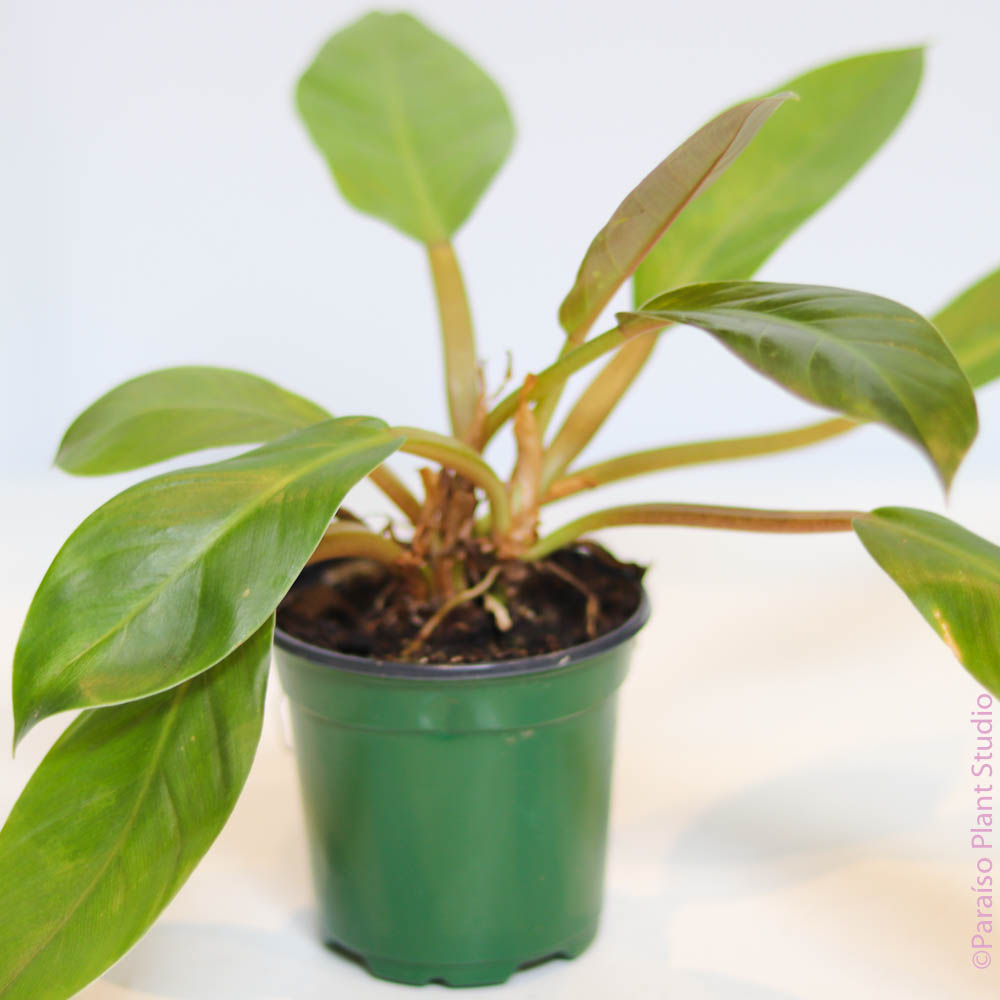 4in Philodendron Melinonii