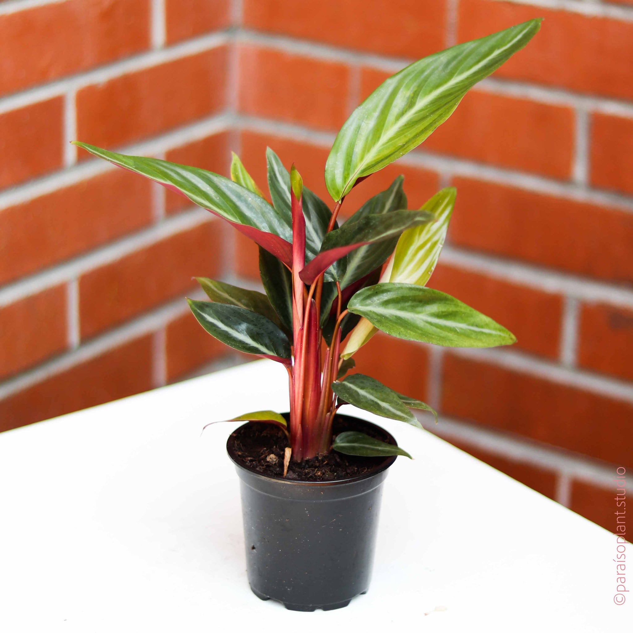 4in Calathea Sanguinea