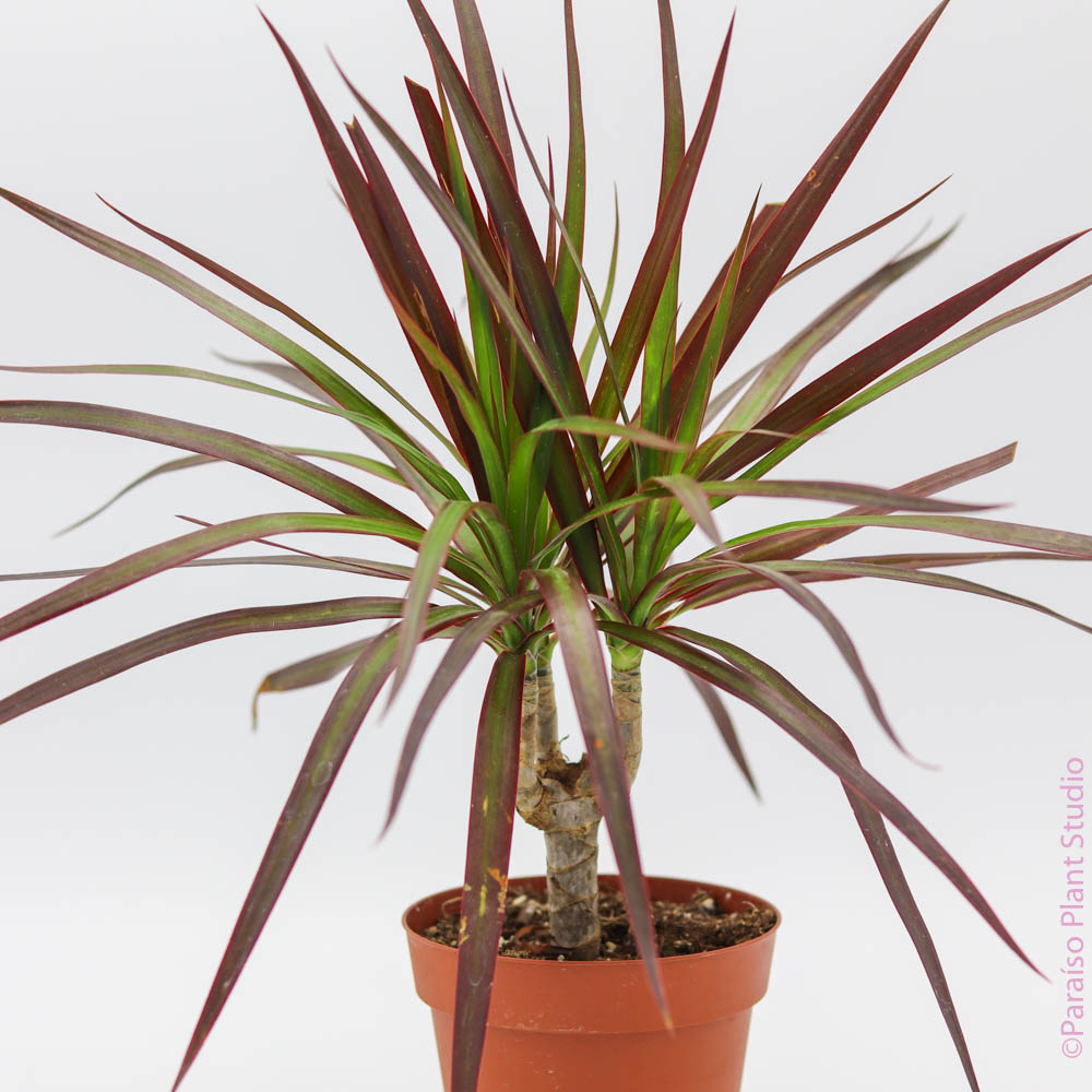 dracaena marg magenta Dracaena Magenta Cane