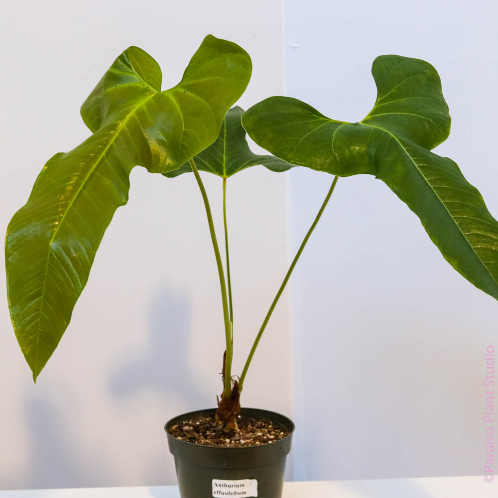 anthurium effusispathum 6in Anthurium Effusilobum – Paraíso Plant Studio