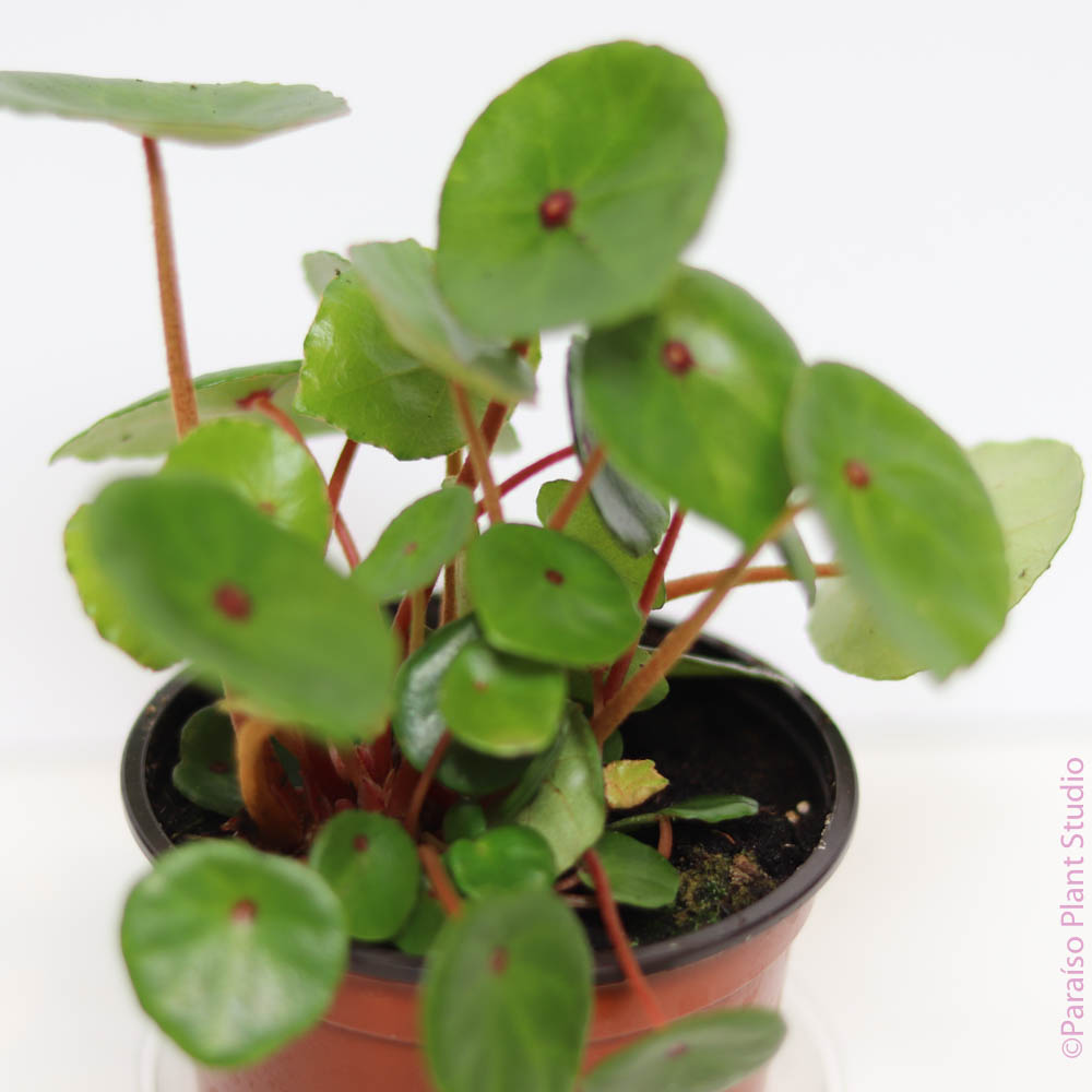 4in Begonia Ruby Conchifolia