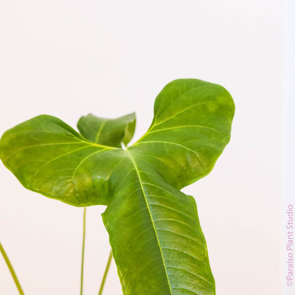 anthurium panguiensii 6in Anthurium Effusilobum