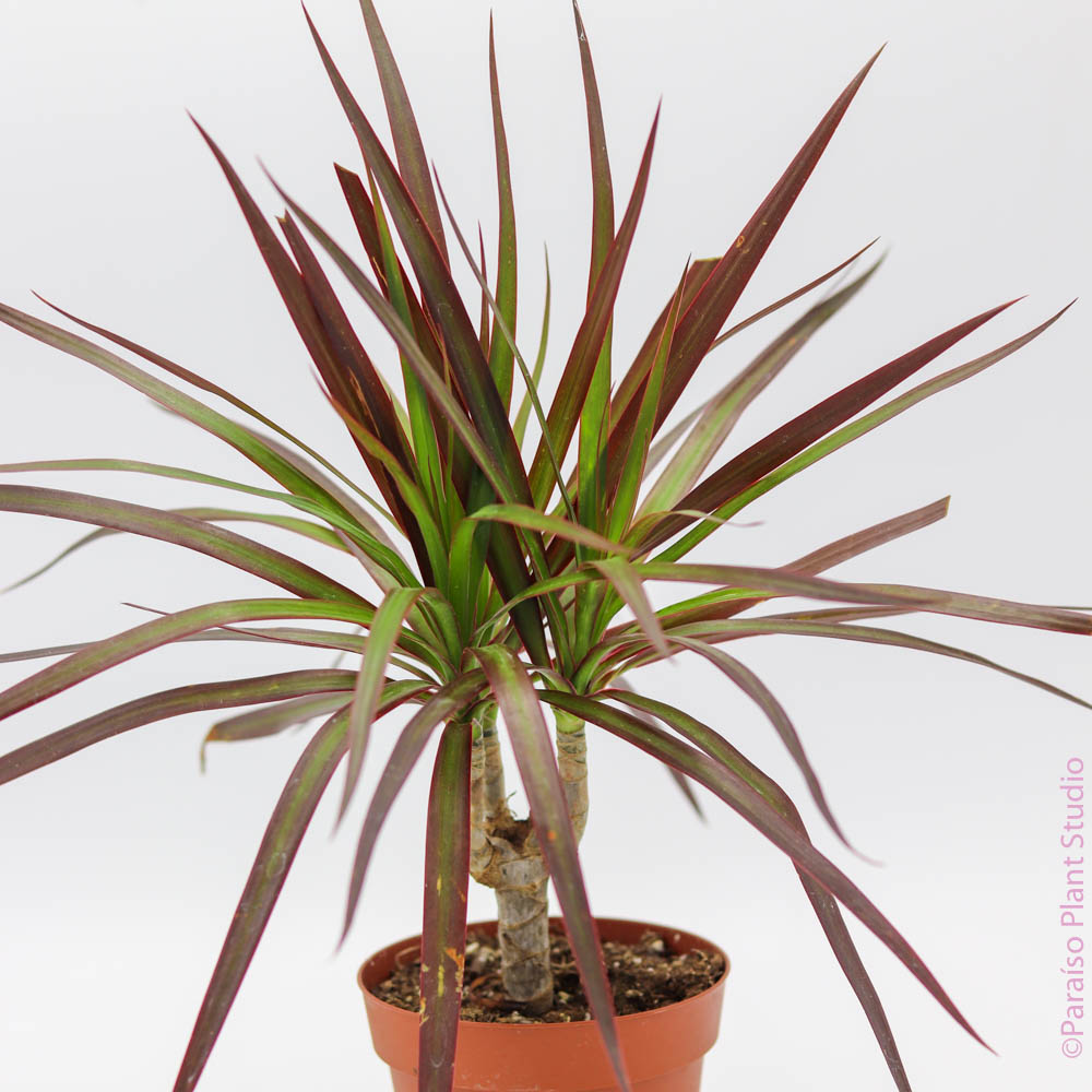 dracaena magenta plant care Dracaena Magenta Cane