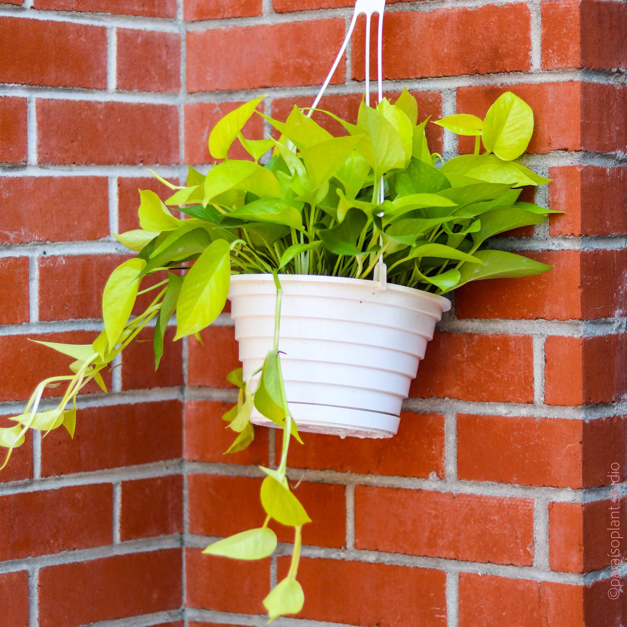 orange pothos 8in Neon Pothos – Paraíso Plant Studio