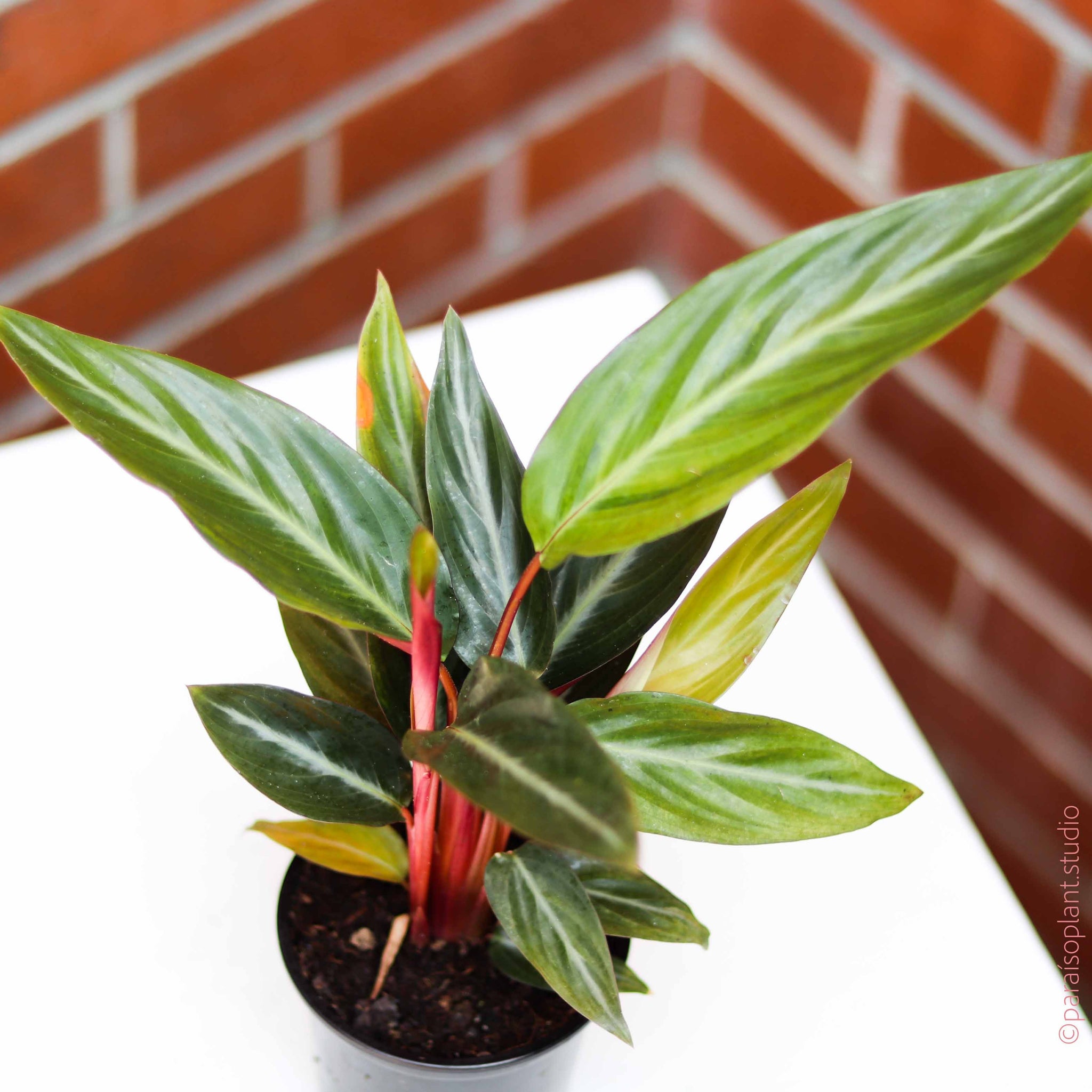 4in Calathea Sanguinea – Paraíso Plant Studio