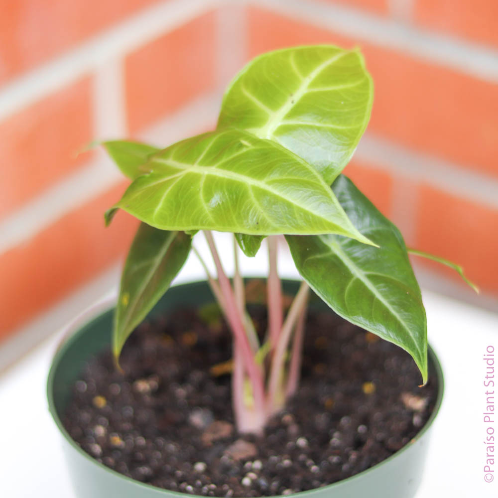 moroccan indoor plants 4in-6in Alocasia Morocco – Paraíso Plant Studio
