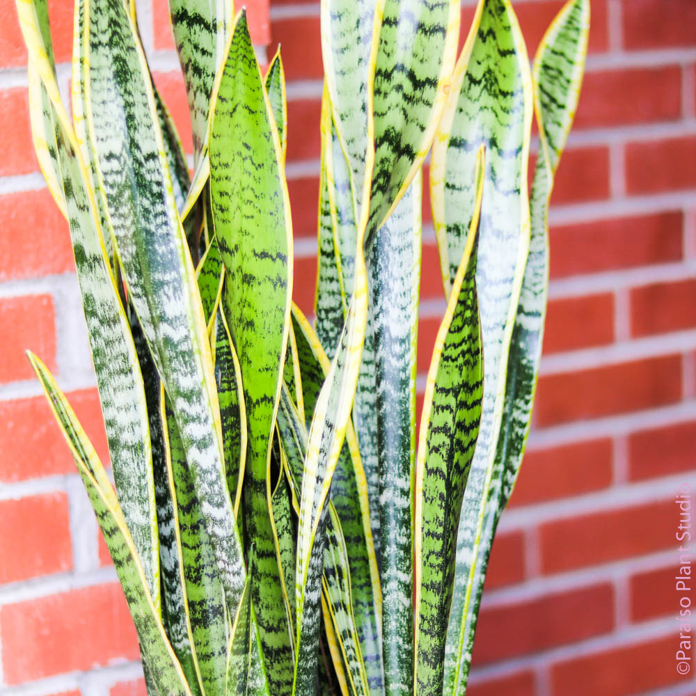 sansevieria medicinal 8in Sansevieria Laurentii