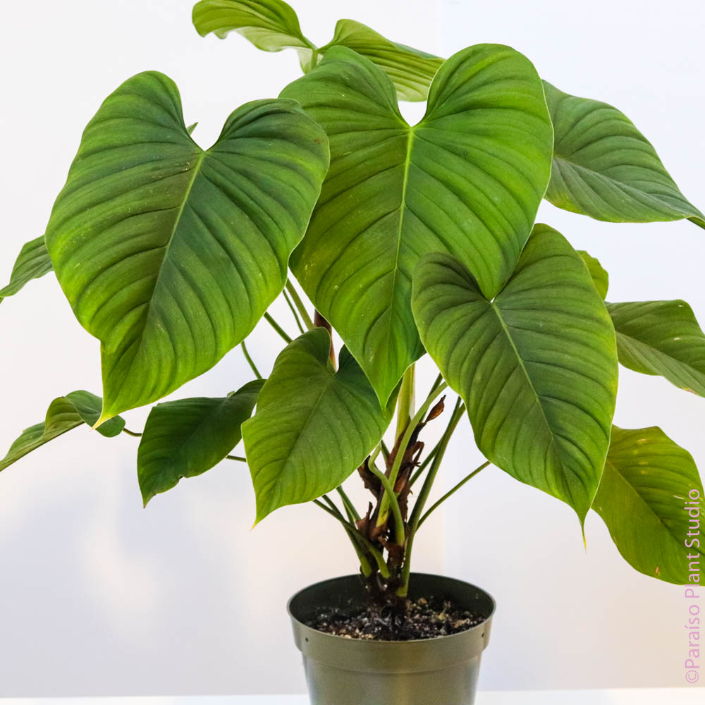 philodendron inconcinnum 6in Philodendron montanum
