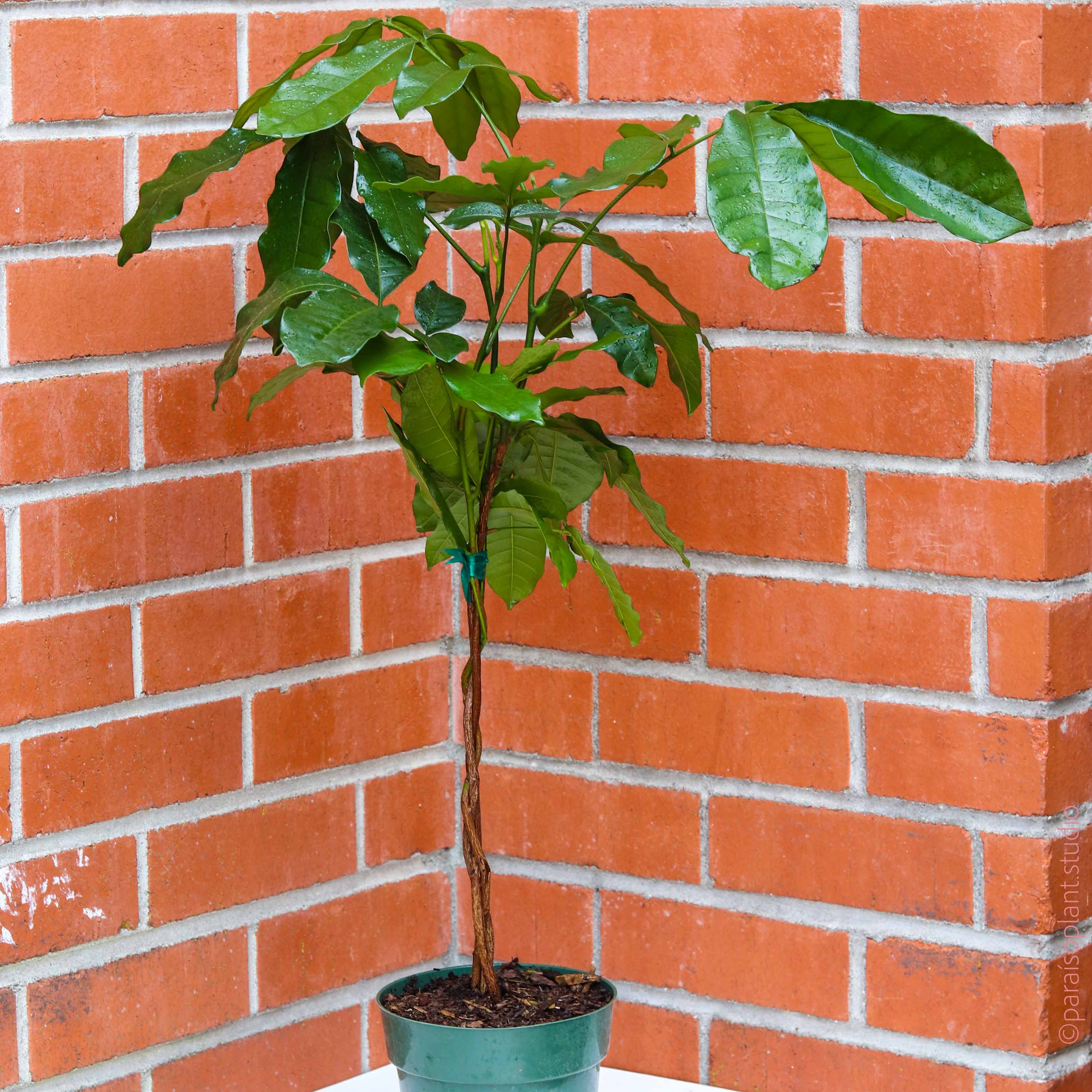 mahogany house plant Natal Mahogany