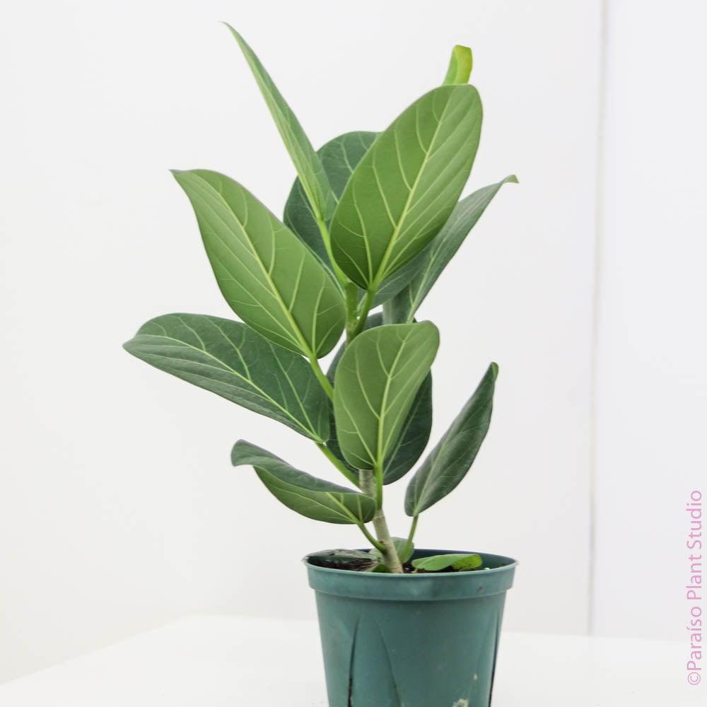 where to buy audrey ficus 6in-8in Ficus Audrey – Paraíso Plant Studio