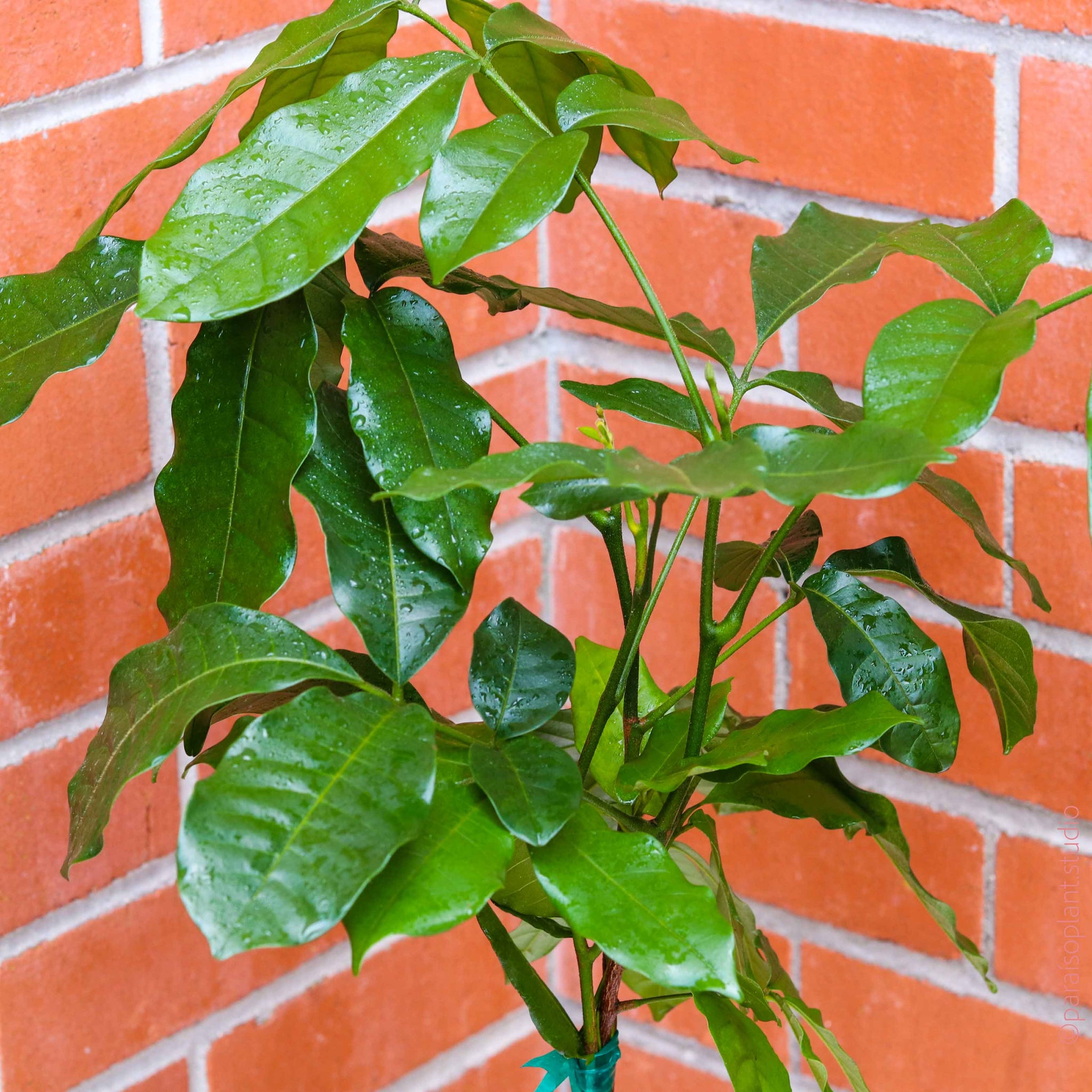 mahogany house plant Natal Mahogany