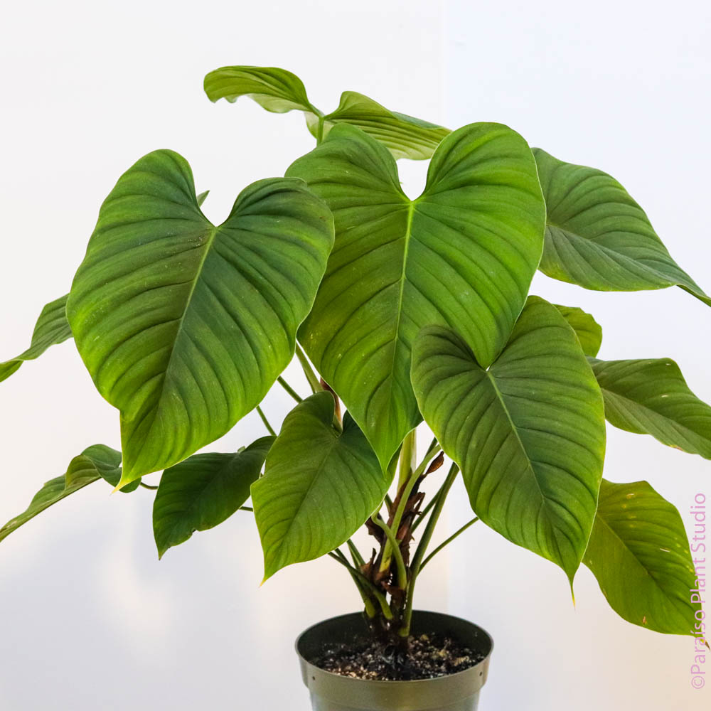 philodendron mindo 6in Philodendron montanum