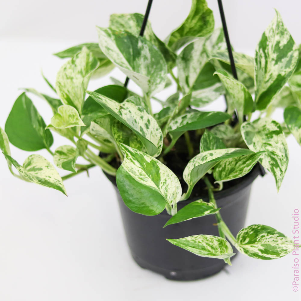 snowy morning pothos 6in 'Snowy' Marble Queen Pothos