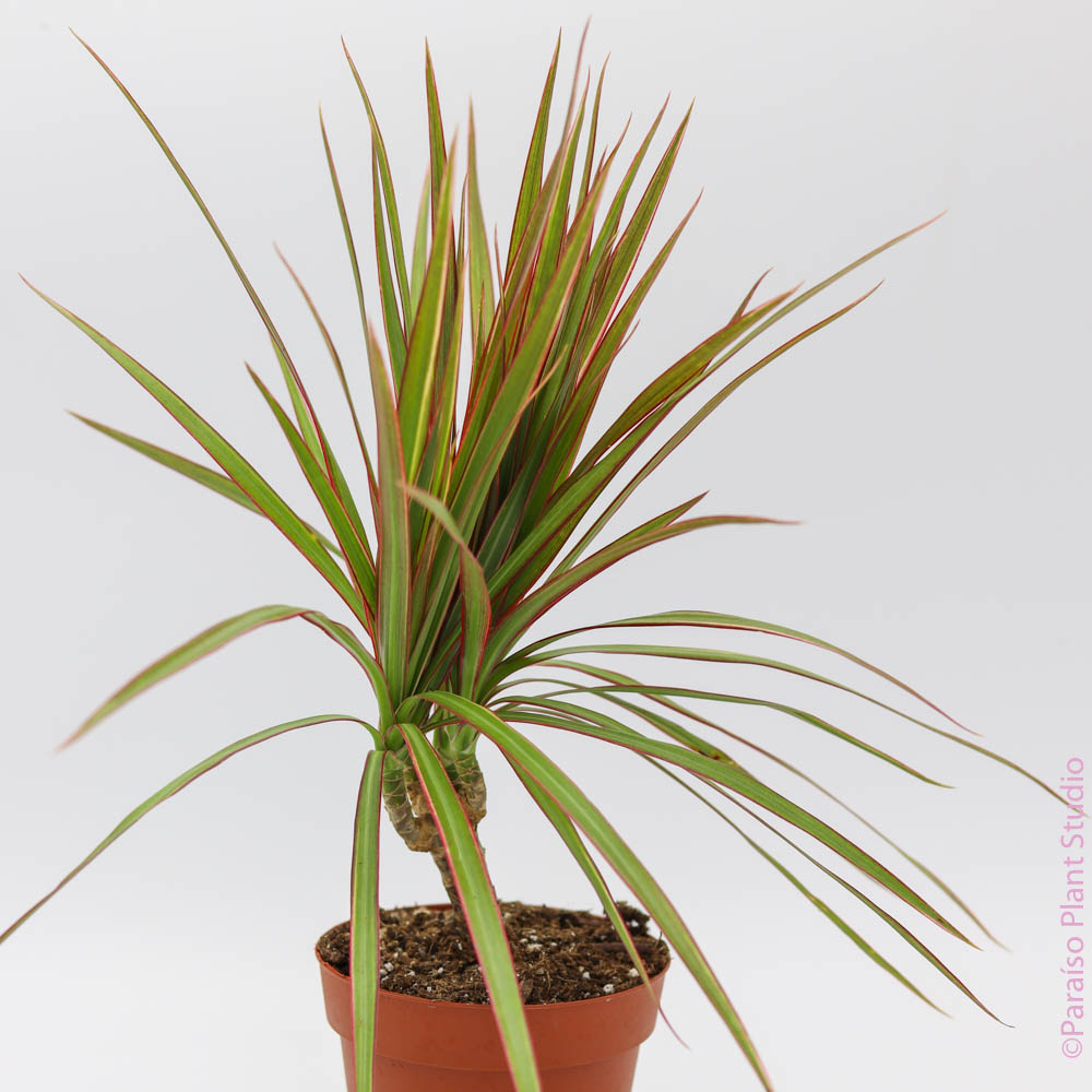 bicolor dracaena Dracaena marginata bicolor (Dragon Tree) 6" ct