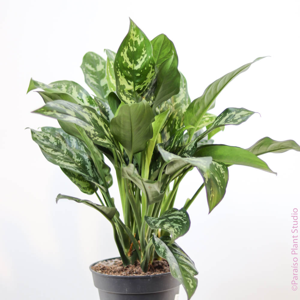 aglaonema gemini sun 8in Aglaonema Gemini