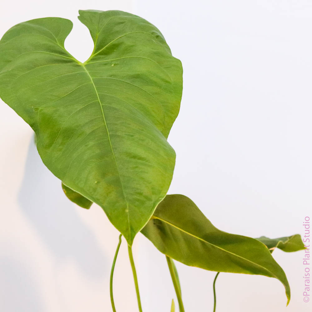 anthurium san antonio 6in Anthurium insigne var panguiensii – Paraíso Plant Studio