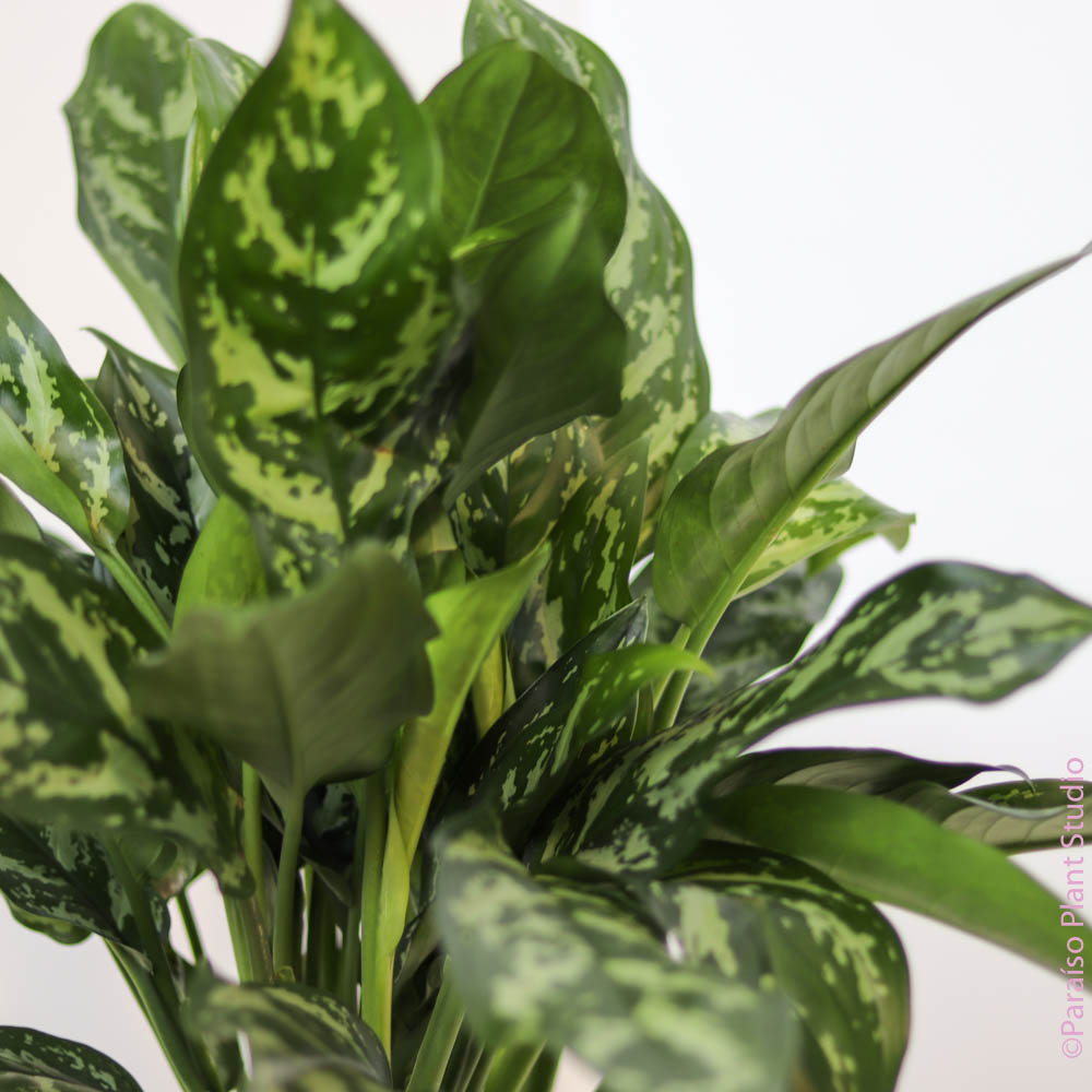aglaonema gemini 8in Aglaonema Gemini