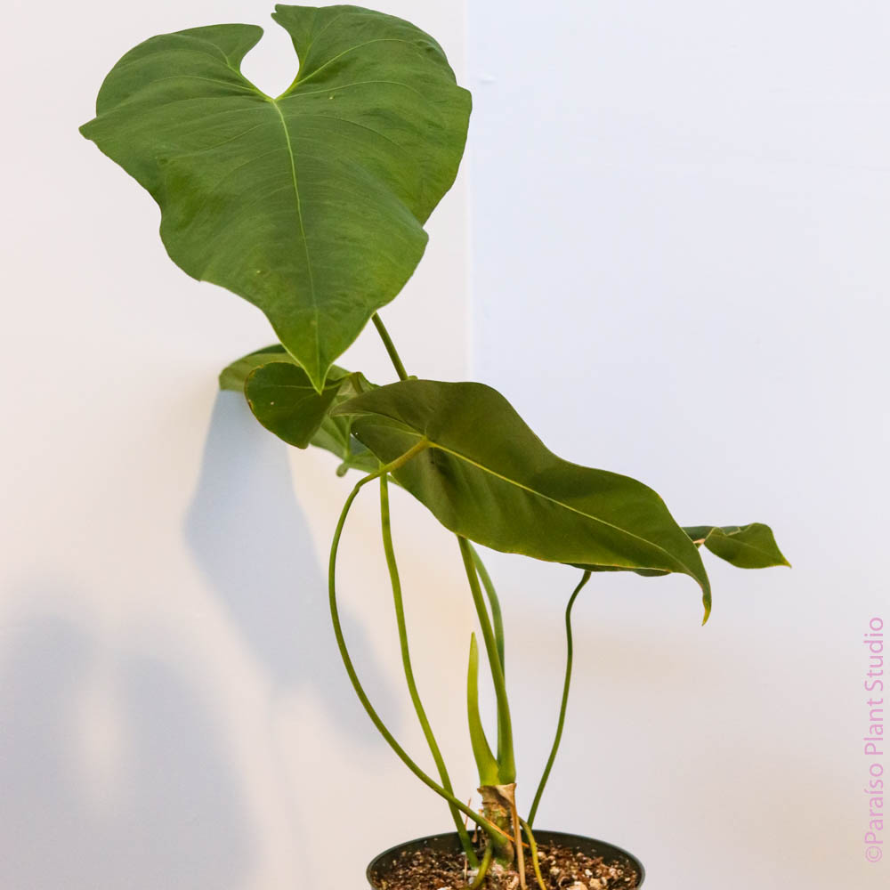 anthurium insigne 6in Anthurium insigne var panguiensii – Paraíso Plant Studio