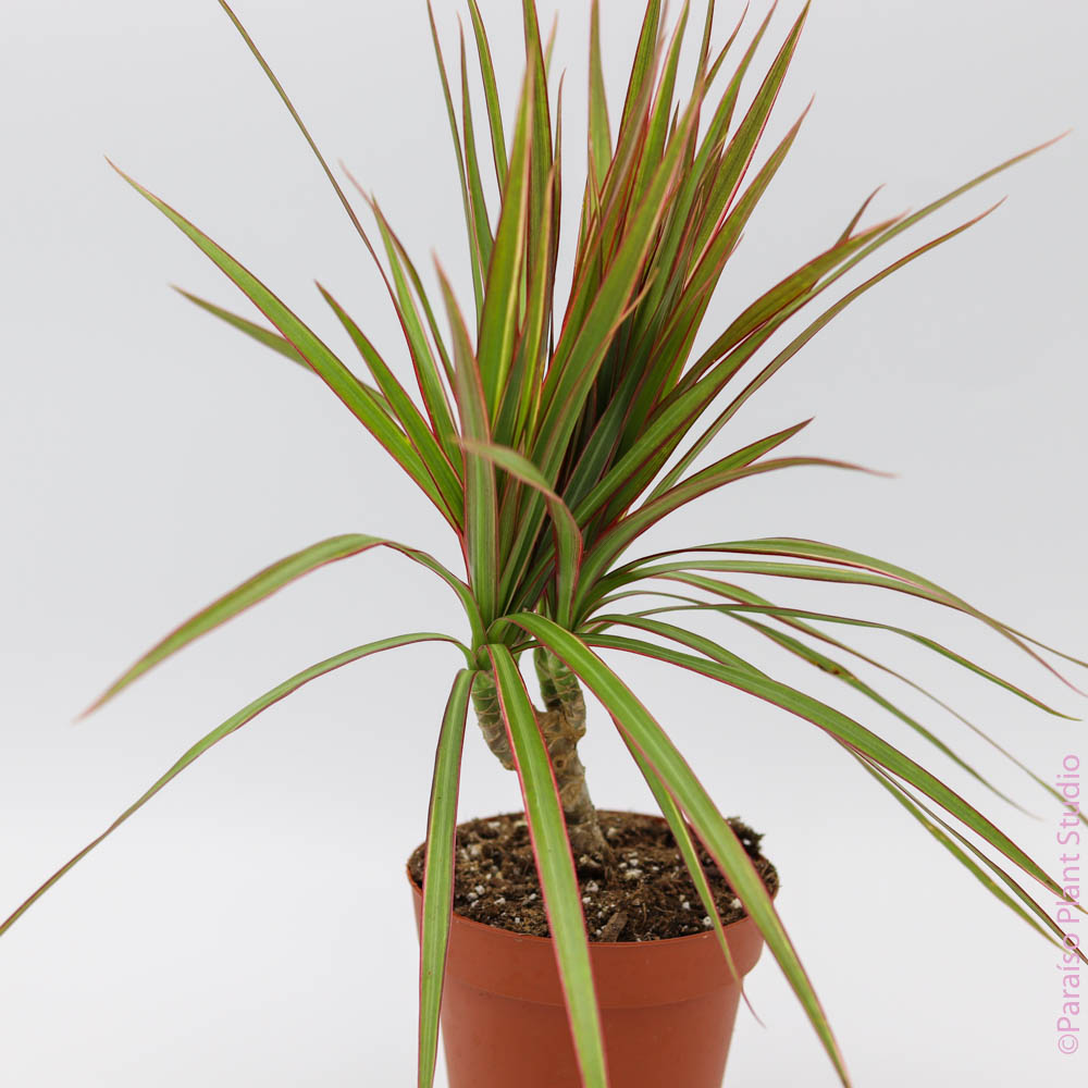 red edged dracaena houseplant Dracaena marginata bicolor (Dragon Tree) 6" ct