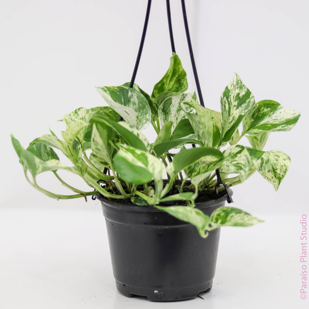 silver queen pothos care 6in 'Snowy' Marble Queen Pothos