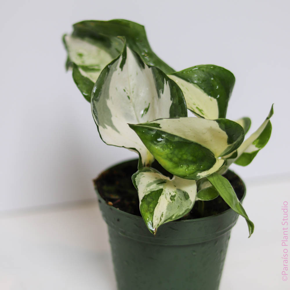 giant manjula pothos Manjula Pothos 'Happy Leaf' – Paraíso Plant Studio