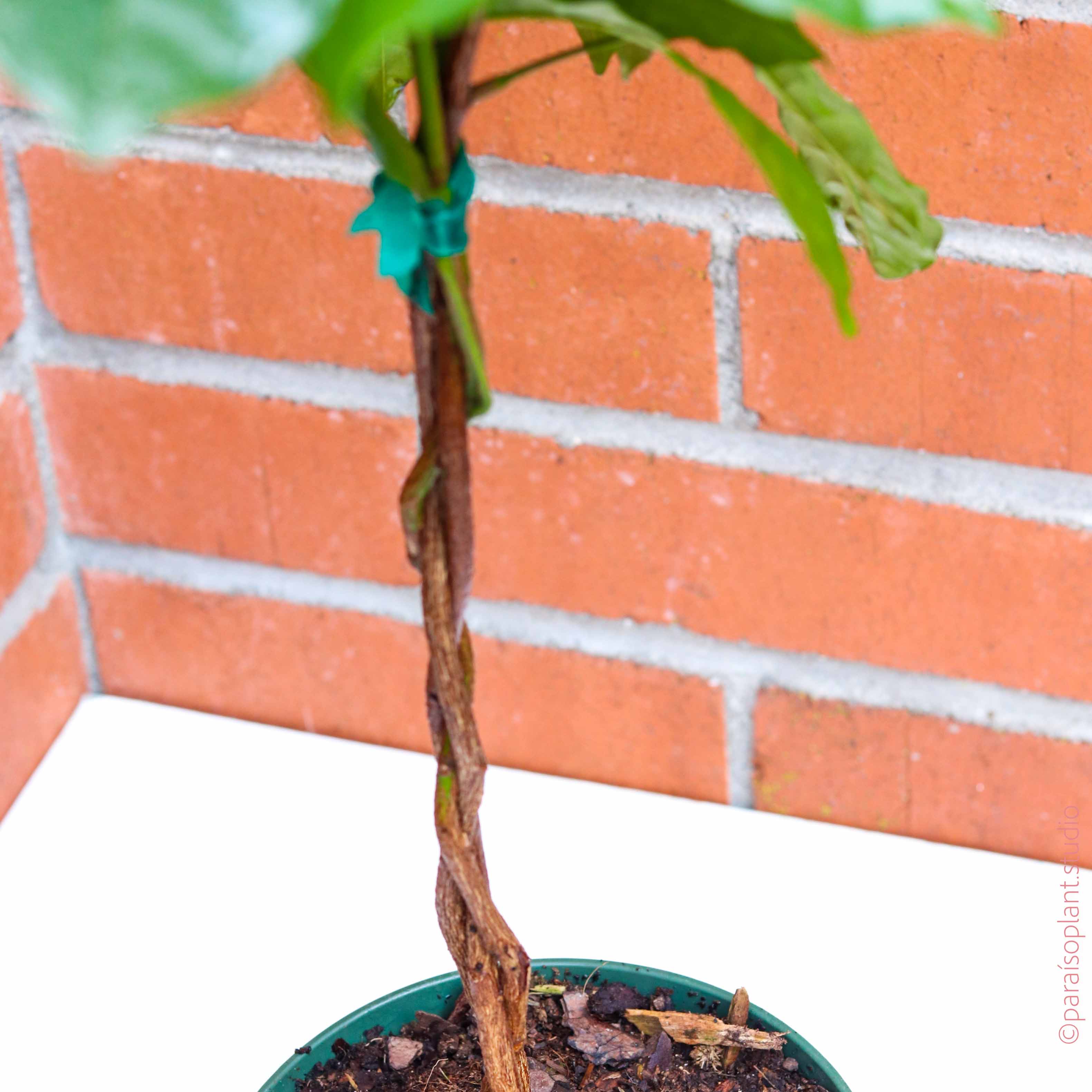 mahogany house plant Natal Mahogany – Paraíso Plant Studio