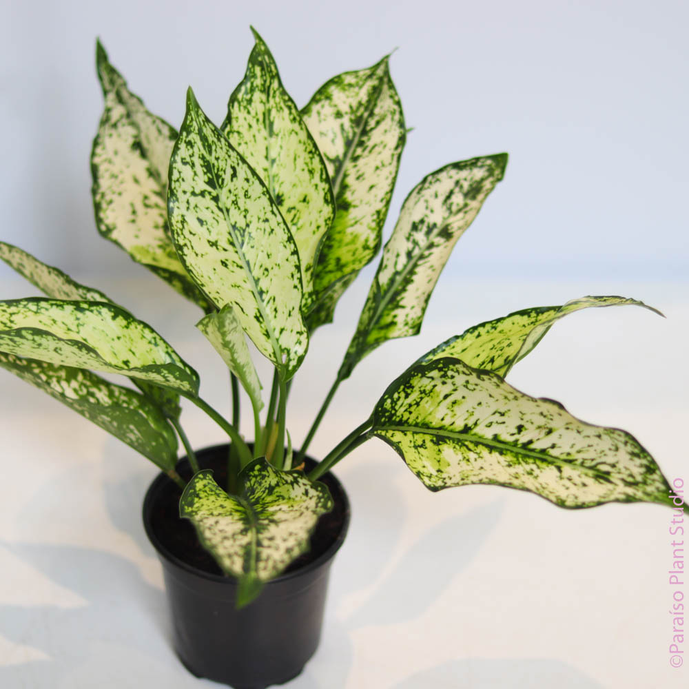 first diamond aglaonema 4in Aglaonema First Diamond