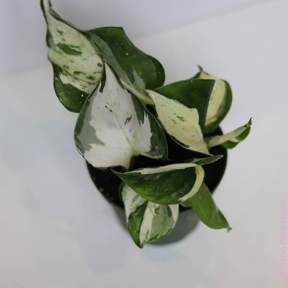 manjula pothos online Manjula Pothos 'Happy Leaf'