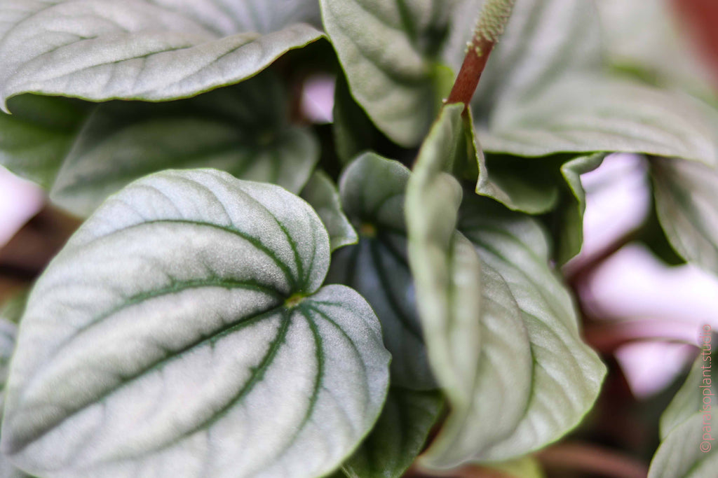 Close up of silver leaf of 6in Peperomia Frost