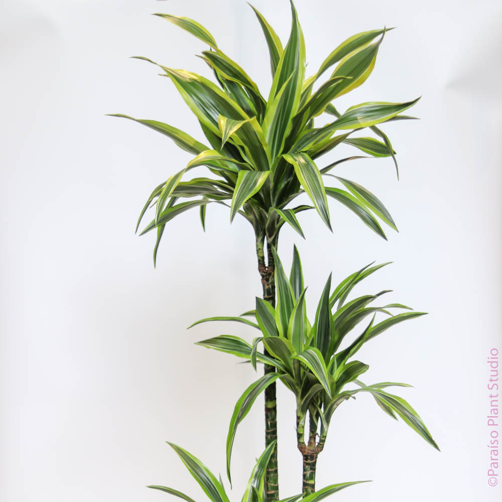 dracaena lime 2gal-12in Dracaena Lemon Lime Cane