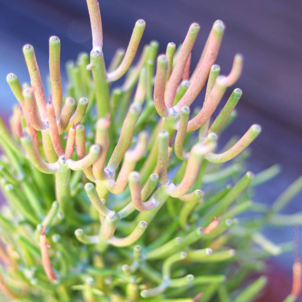 10in-7gal Euphorbia Firestick Cactus
