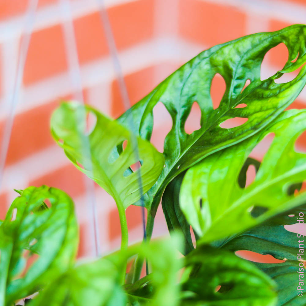 small leaf swiss cheese plant 6in Monstera Adansonii 'Swiss Cheese Plant’ 6in