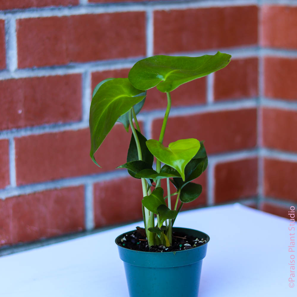 the sill monstera deliciosa 4in Monstera Deliciosa – Paraíso Plant Studio