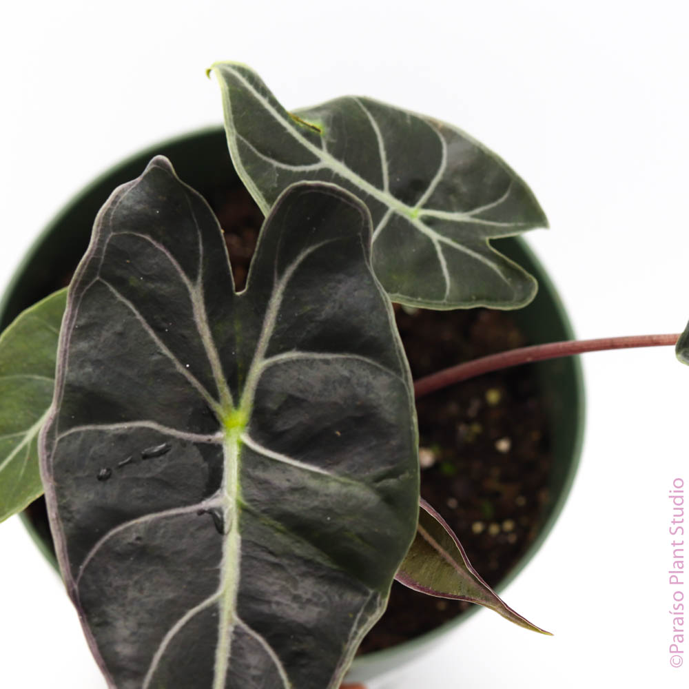 dragon tooth succulent 4in Alocasia 'Dragon's Tooth'