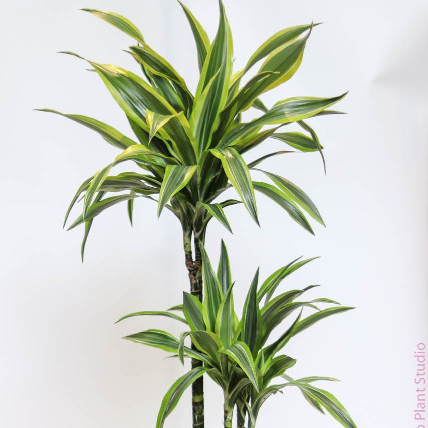 dracaena kristi 8in Dracaena Lemon Lime