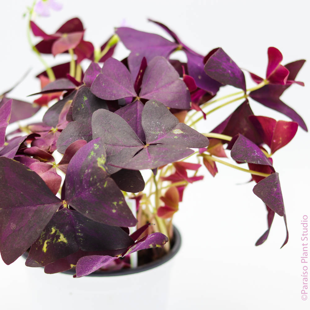 6in Oxalis Triangularis 'Purple Shamrock'