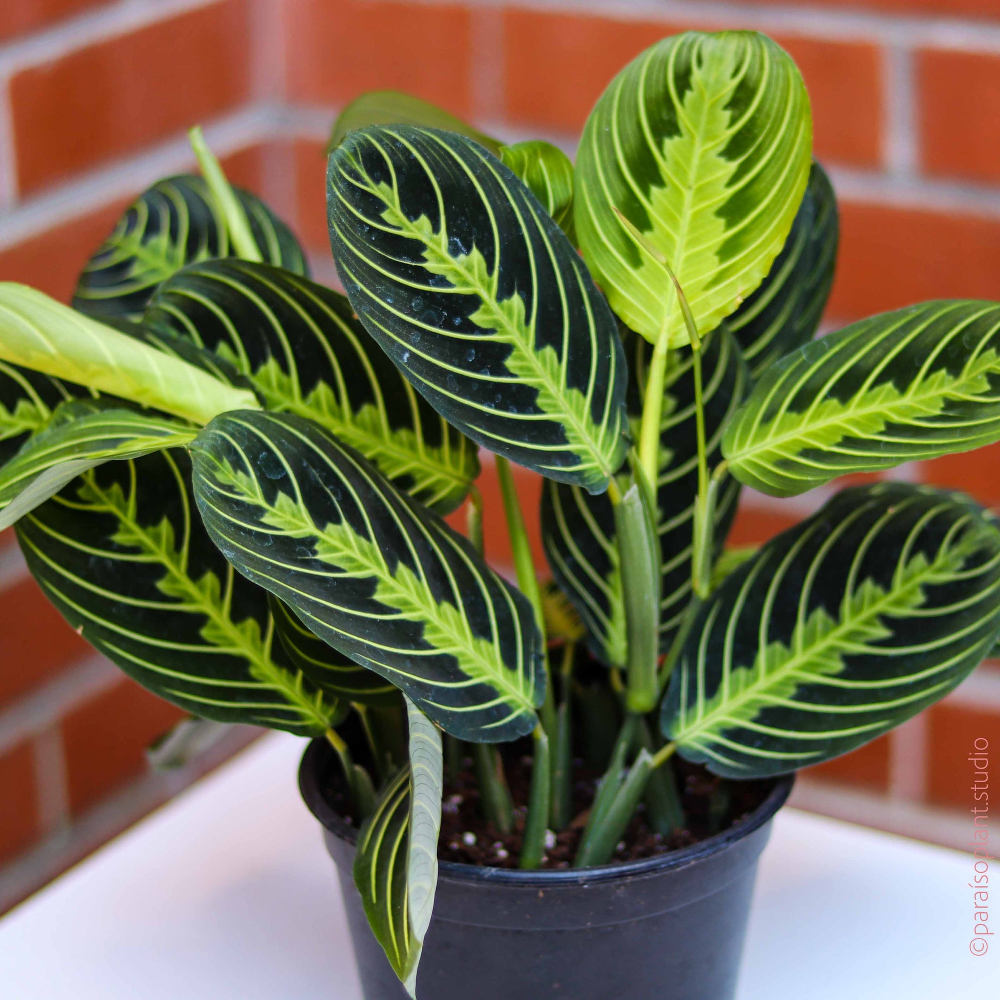 lemon lime prayer plant yellow leaves 6in-8in Maranta Lemon Lime – Paraíso Plant Studio