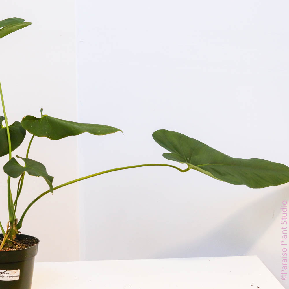 anthurium insigne 6in Anthurium insigne var panguiensii – Paraíso Plant Studio