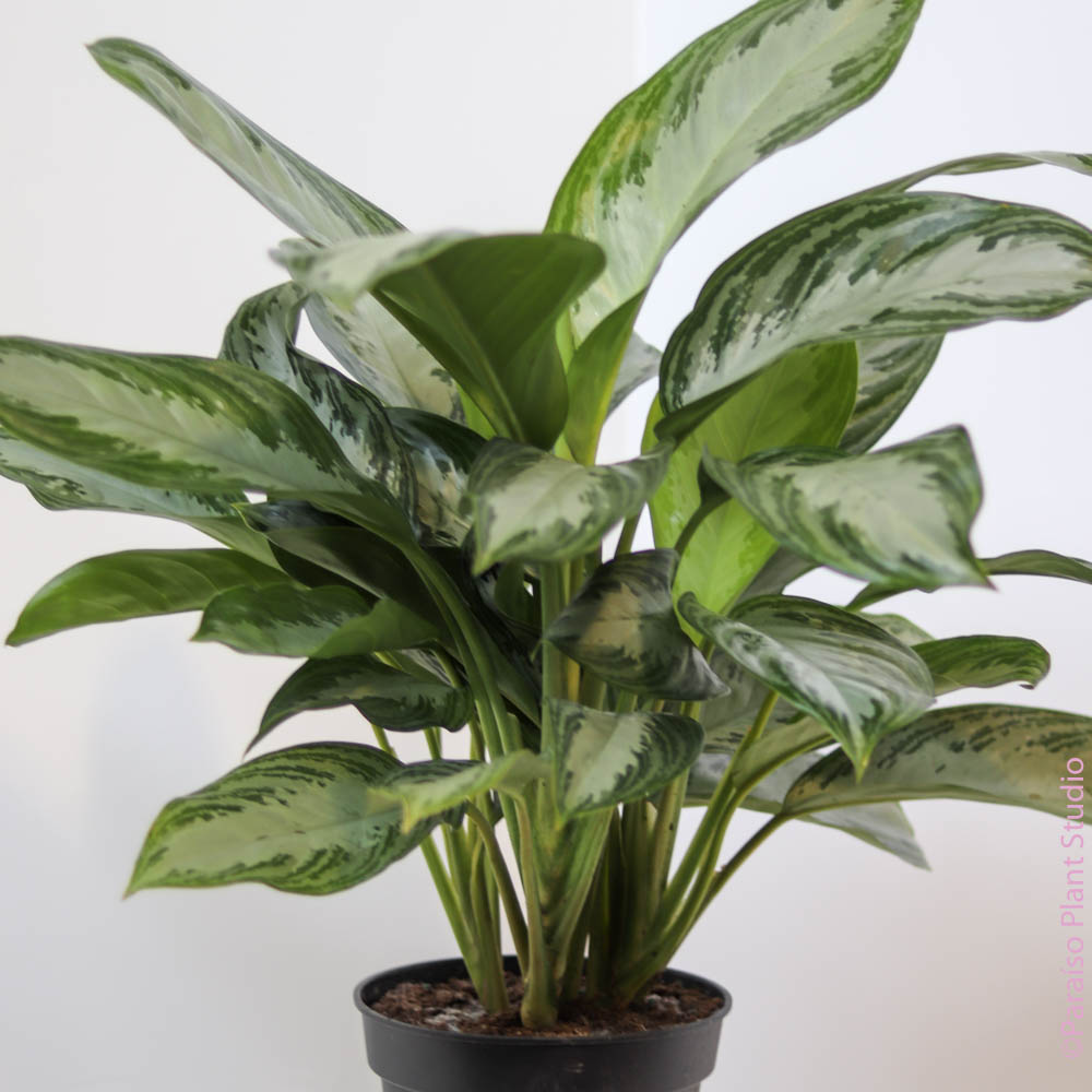 aglaonema silver bay toxic to cats 6in-10in Aglaonema Silver Bay