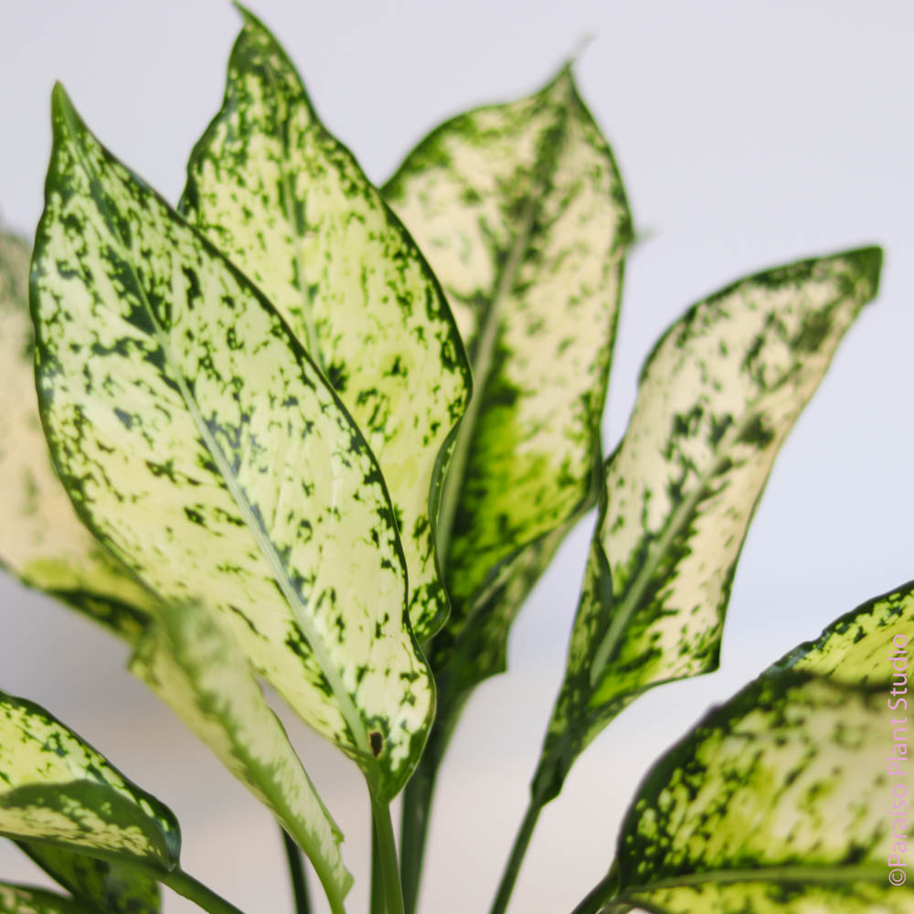 aglaonema first diamond care 4in Aglaonema First Diamond – Paraíso Plant Studio