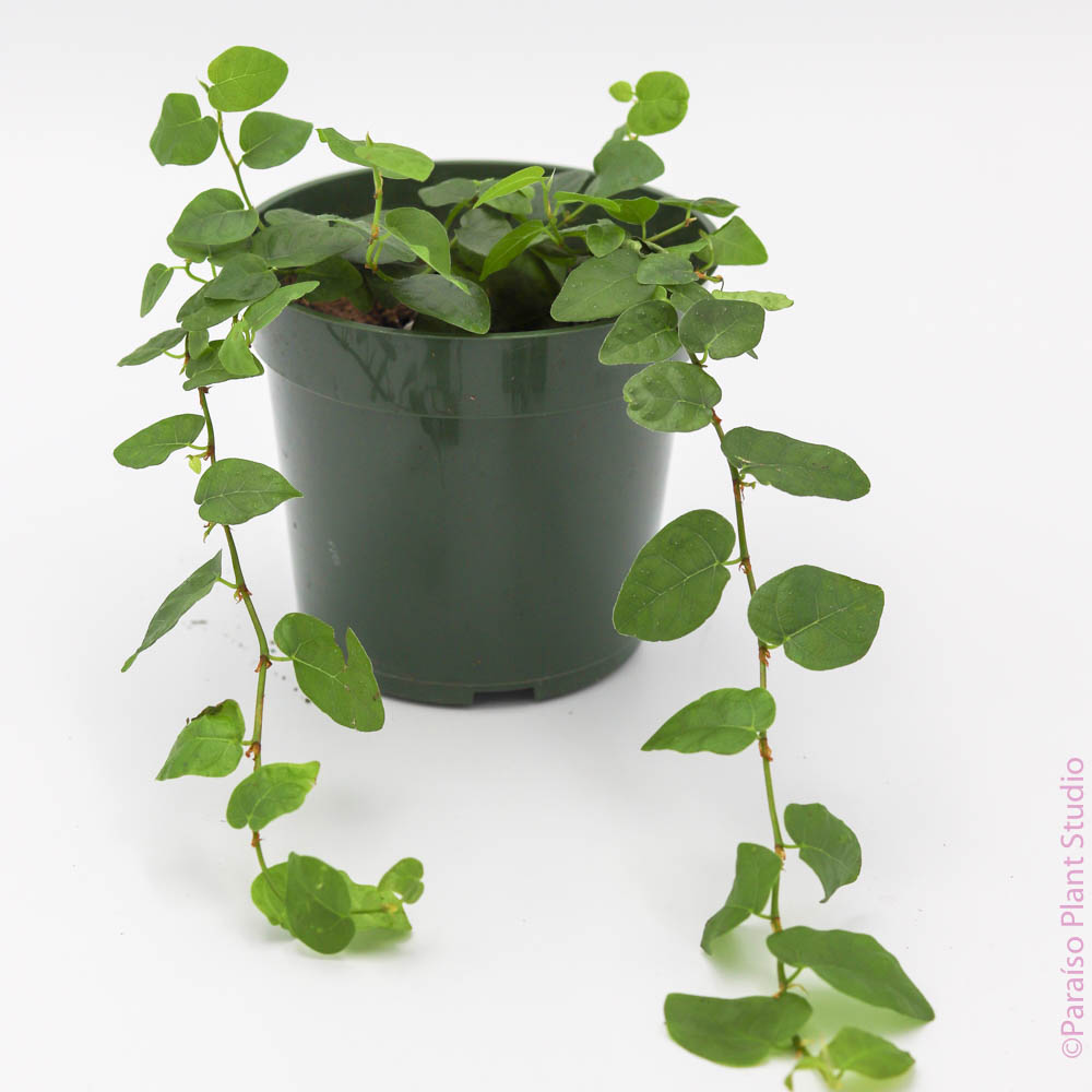 pothos repens 4in Ficus Repens Green – Paraíso Plant Studio