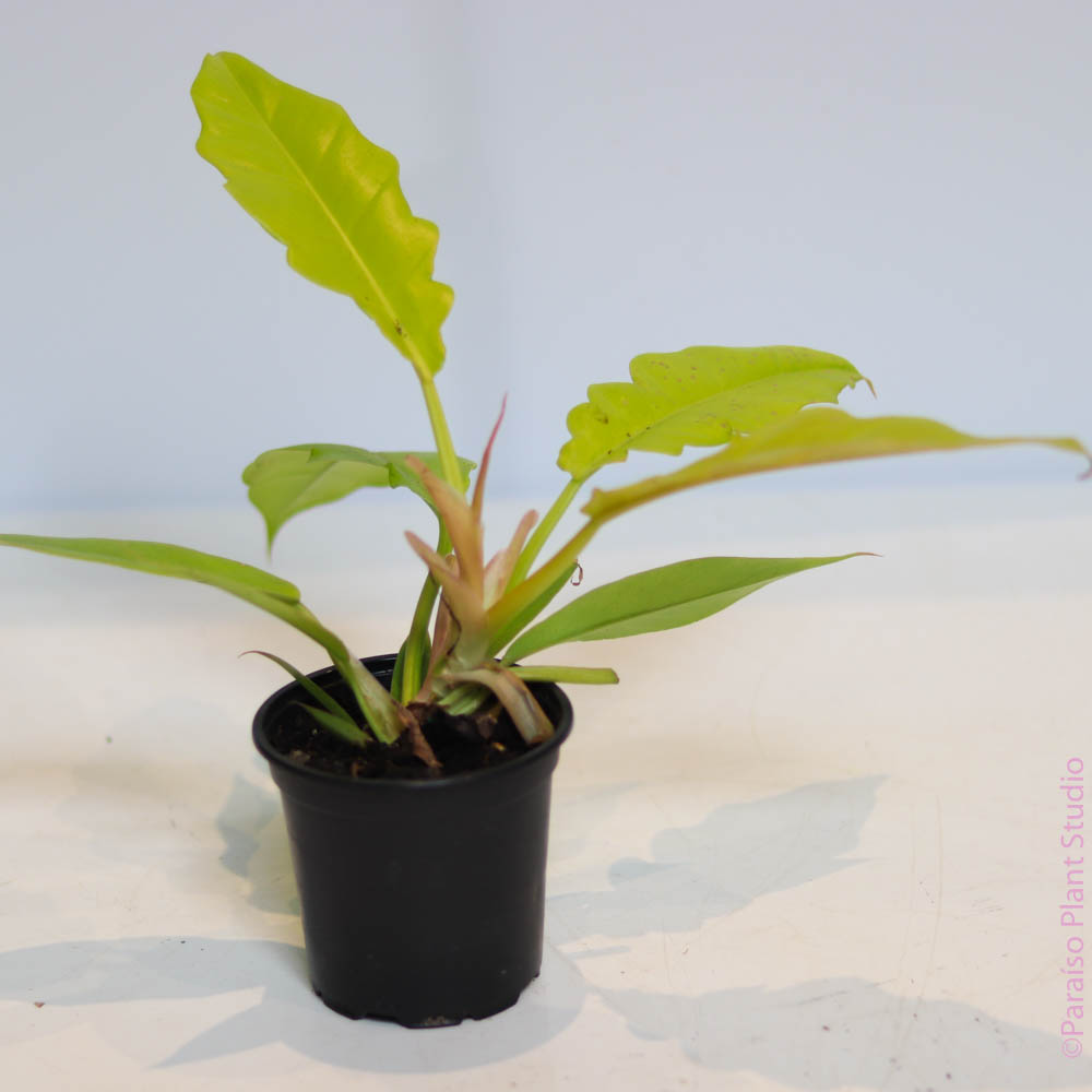 philodendron gold fire 4in Philodendron Ring of Fire Golden