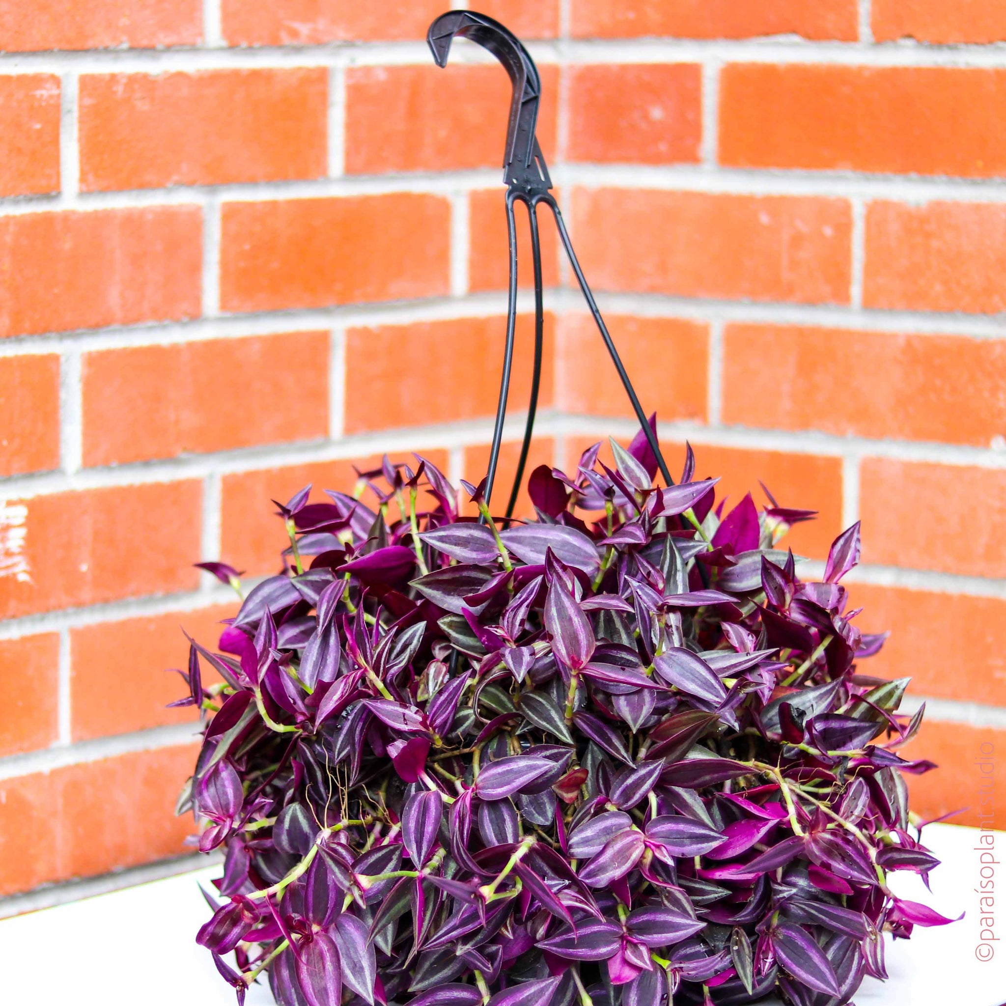 dark purple hanging plant 8in Tradescantia Zebrina “Deep Purple” – Paraíso Plant Studio