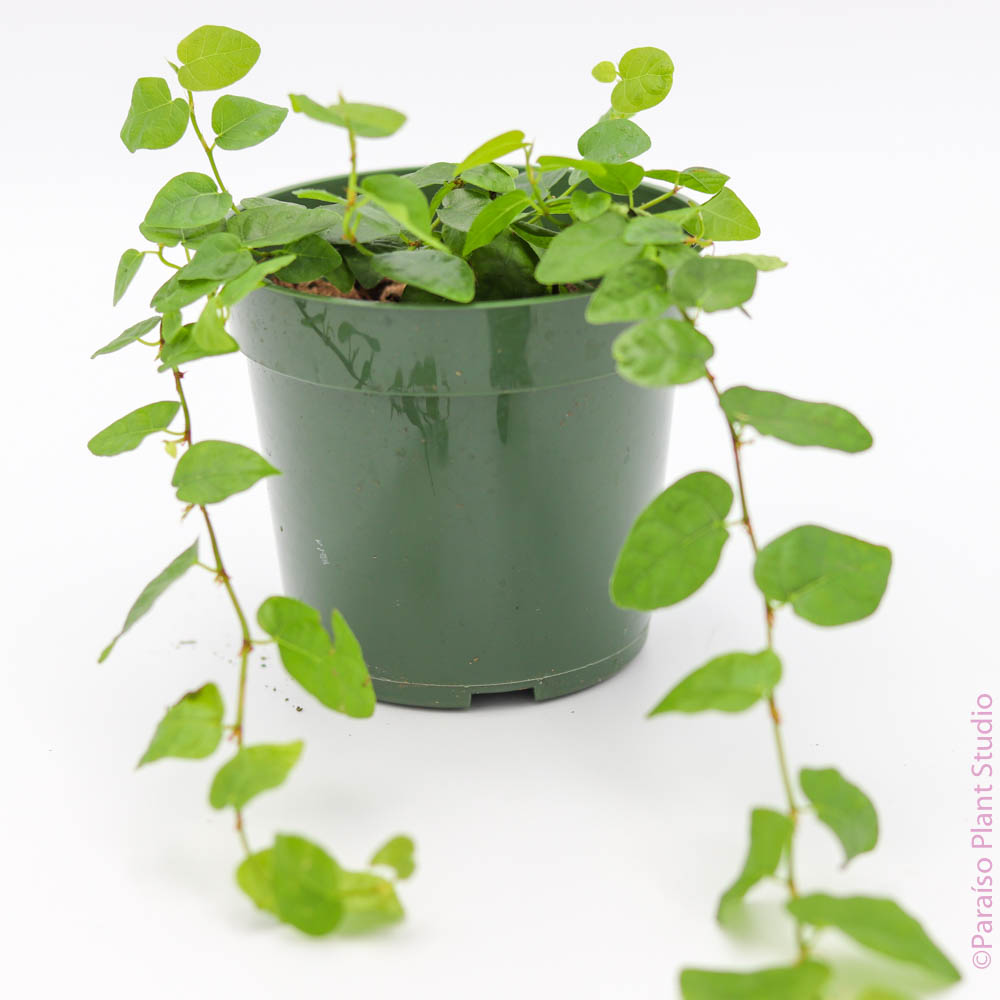 pothos repens 4in Ficus Repens Green