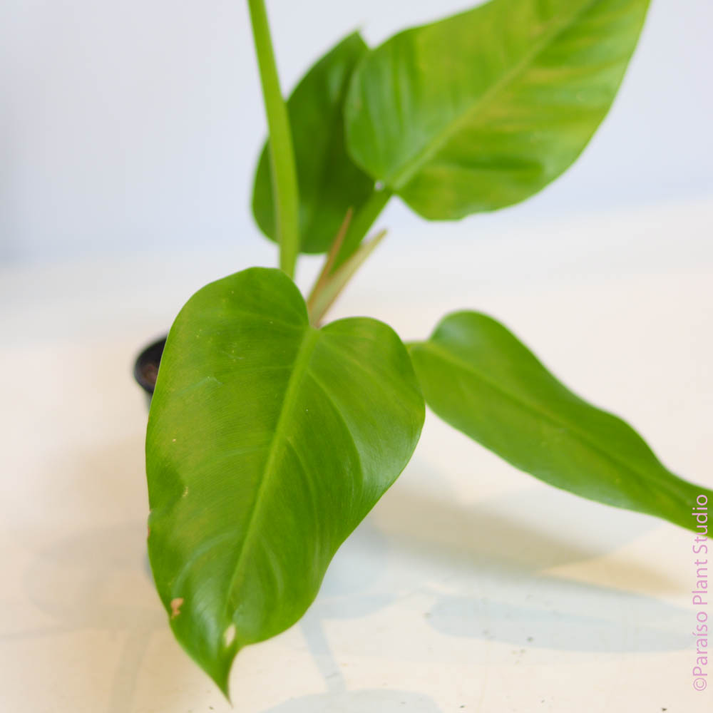 philodendron golden imperial 4in Philodendron 'Golden Melinonii' – Paraíso Plant Studio