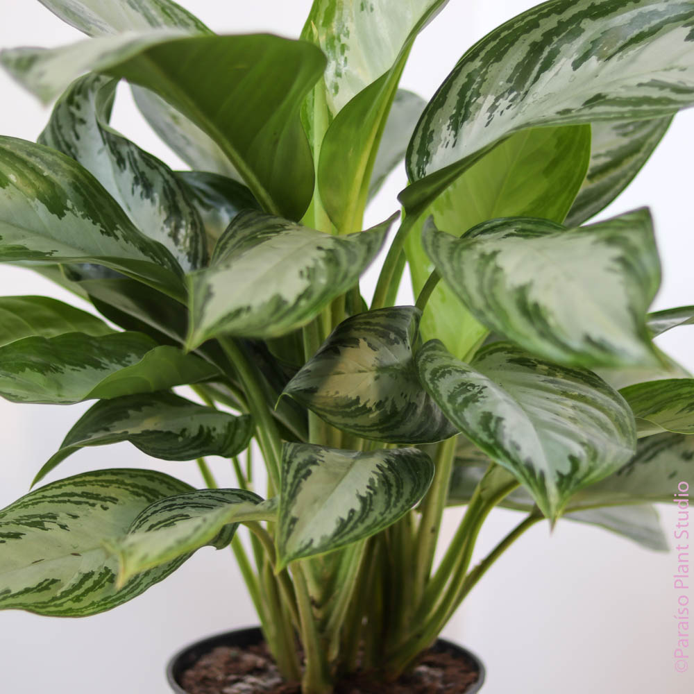 aglaonema platinum 6in-10in Aglaonema Silver Bay 6in