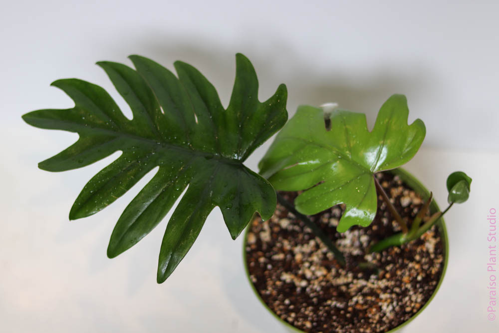 mayoi philodendron Philodendron Mayoi