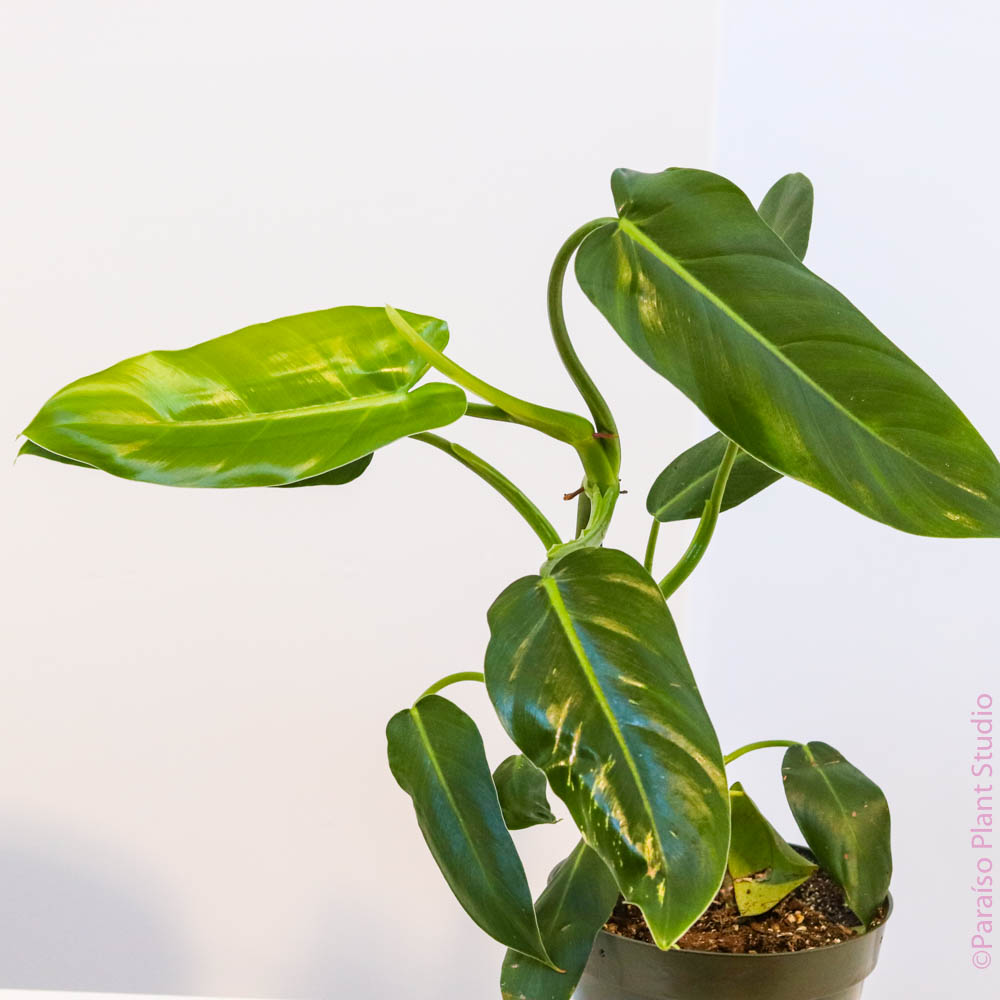 6in Philodendron lehmanii