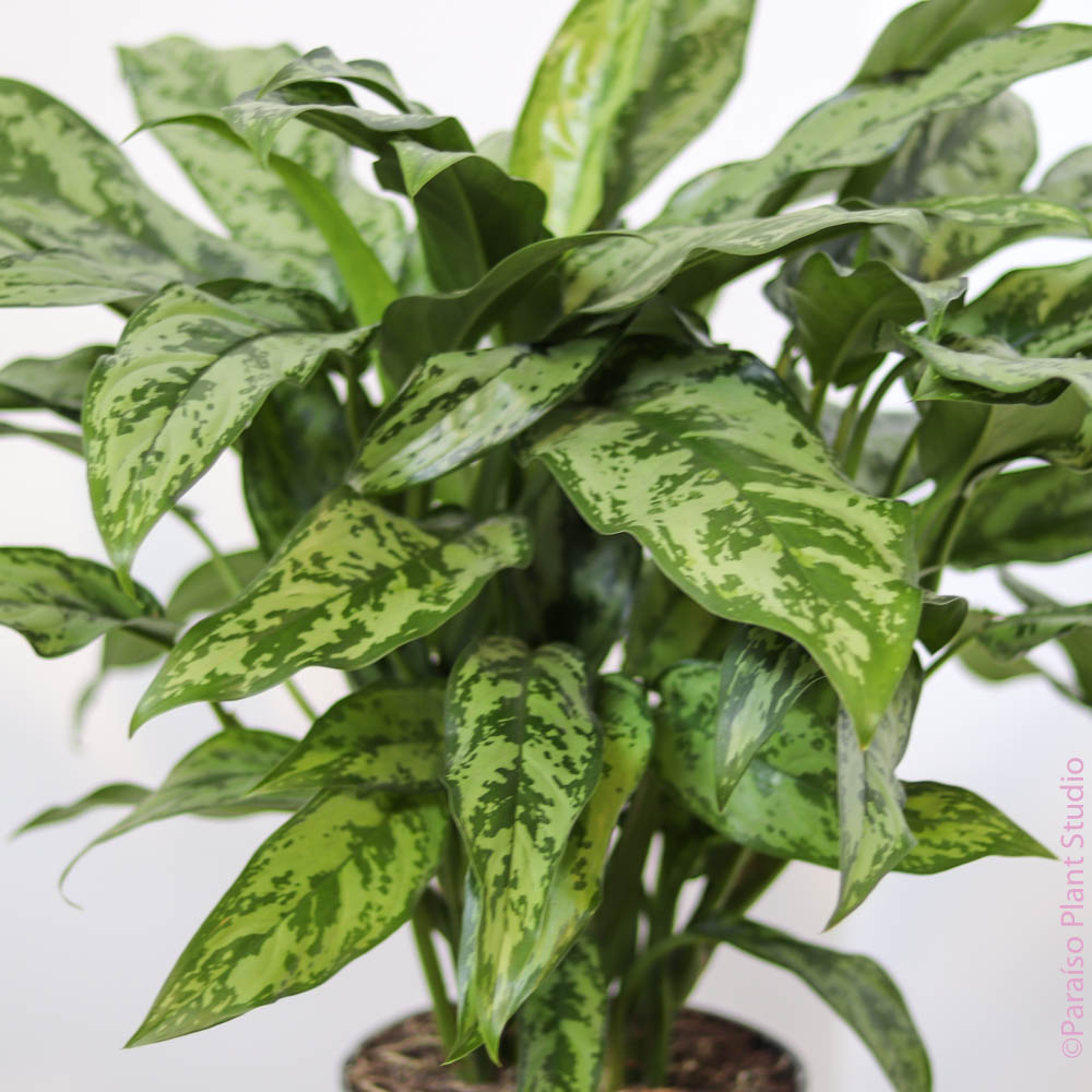 aglaonema roebelinii 6in-10in Aglaonema Romeo – Paraíso Plant Studio